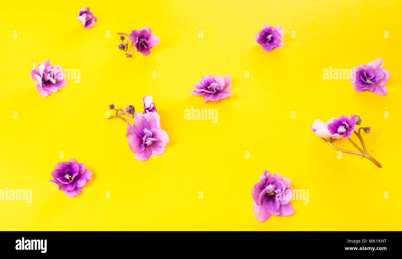 La molla sullo sfondo di fiori di viole su giallo Foto Stock