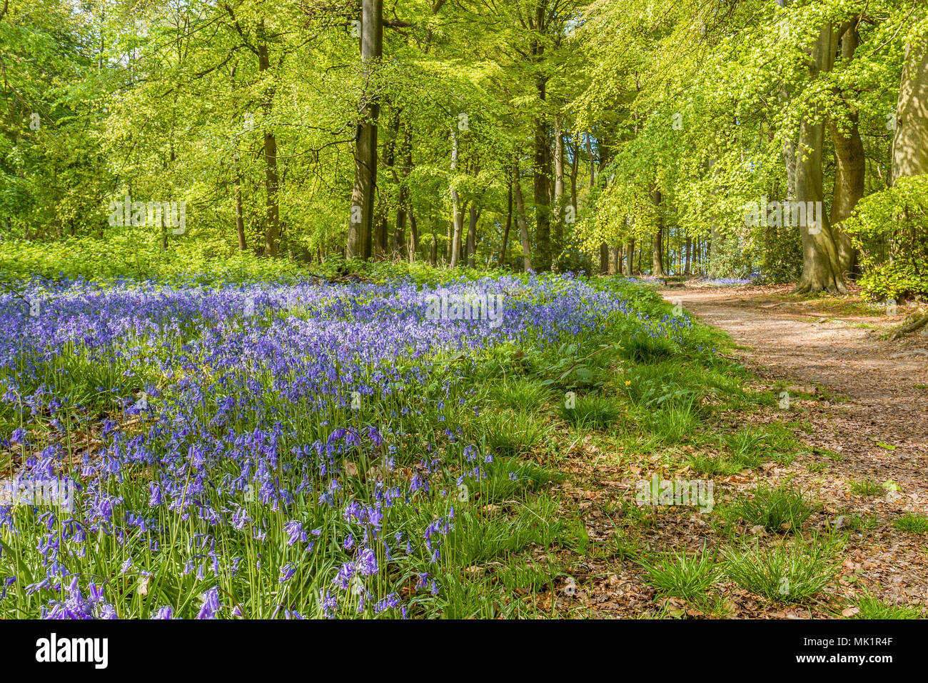 Boschi di faggio in primavera, Berkshire, Regno Unito Foto Stock