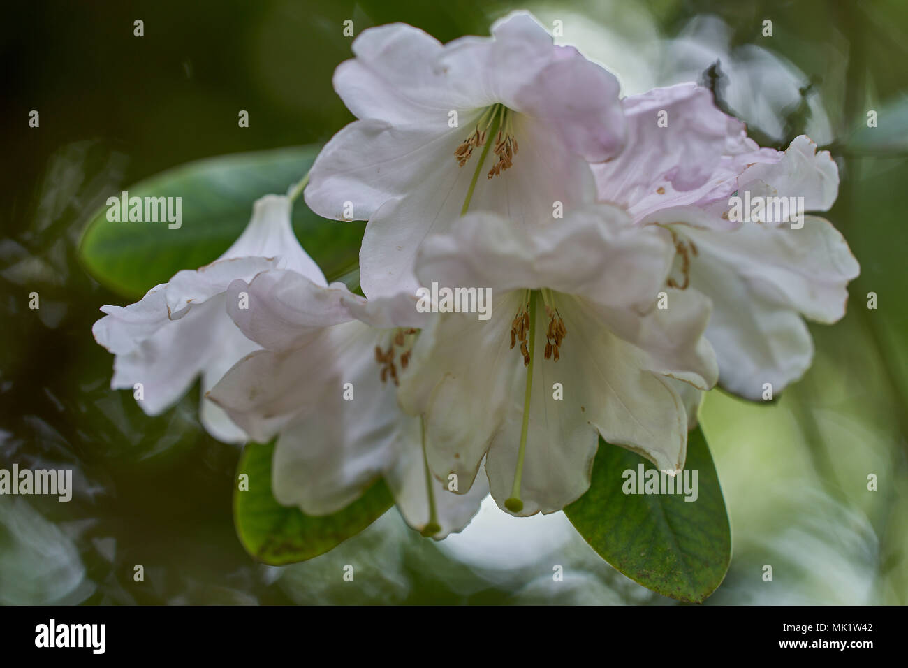 Bianco fiori di rododendro fiore bianco close up rododendro fortunei fiori vicino la fioritura Foto Stock