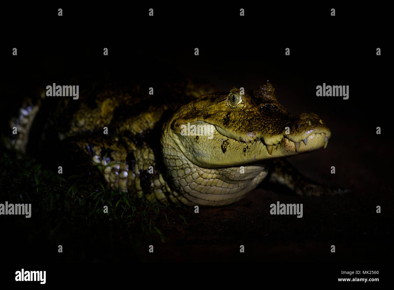 Caimano Spectacled - crocodilus caimano, coccodrillo comune dal Nuovo Mondo, Costa Rica. Foto Stock