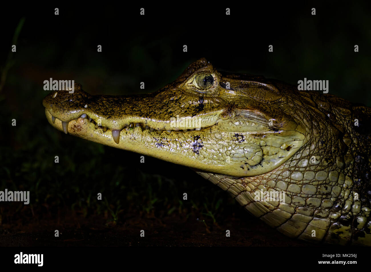 Caimano Spectacled - crocodilus caimano, coccodrillo comune dal Nuovo Mondo, Costa Rica. Foto Stock
