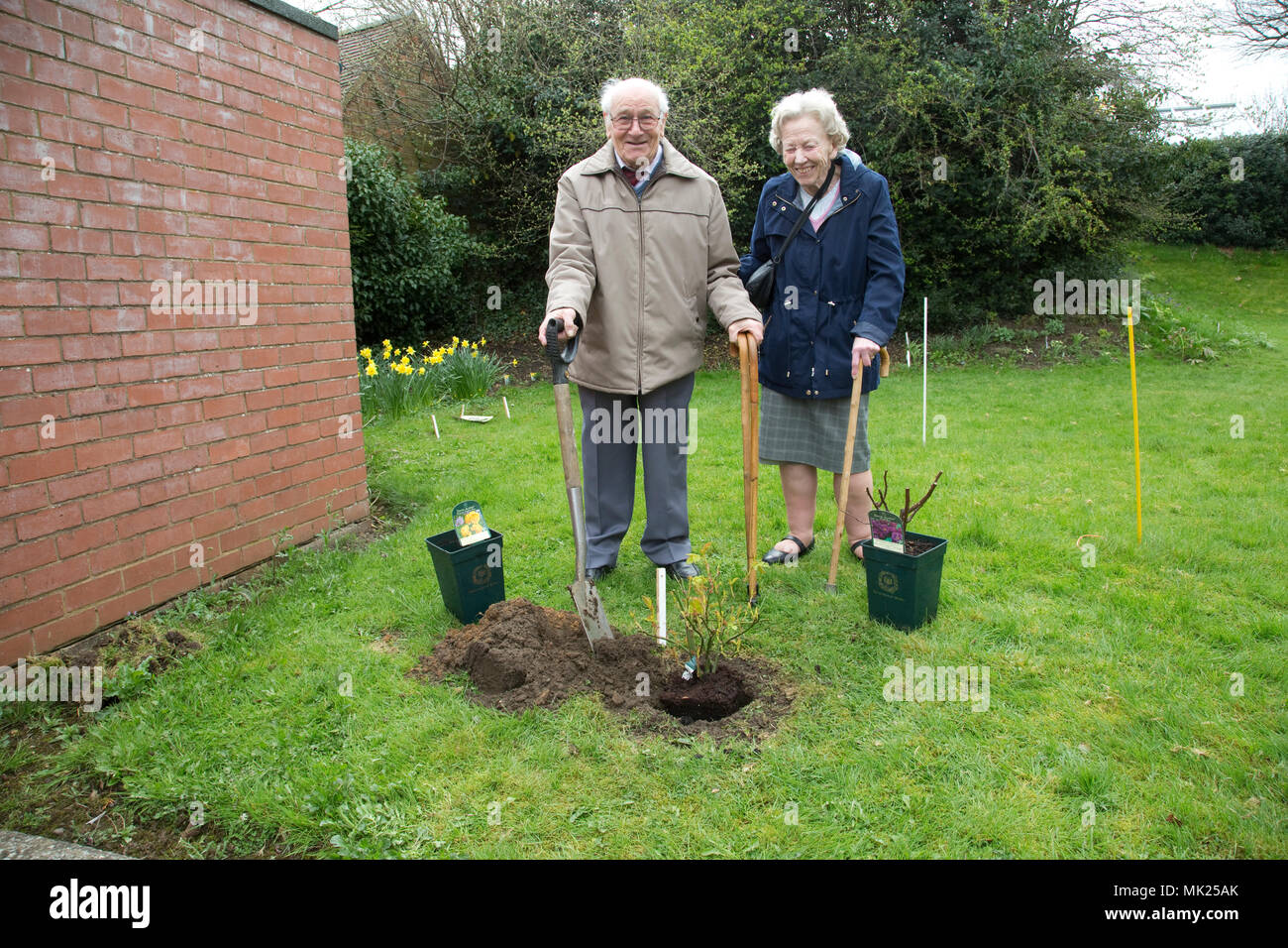 Senior l uomo e la donna in piedi vanga piantagione memorial rosaio giardino Costwolds REGNO UNITO Foto Stock