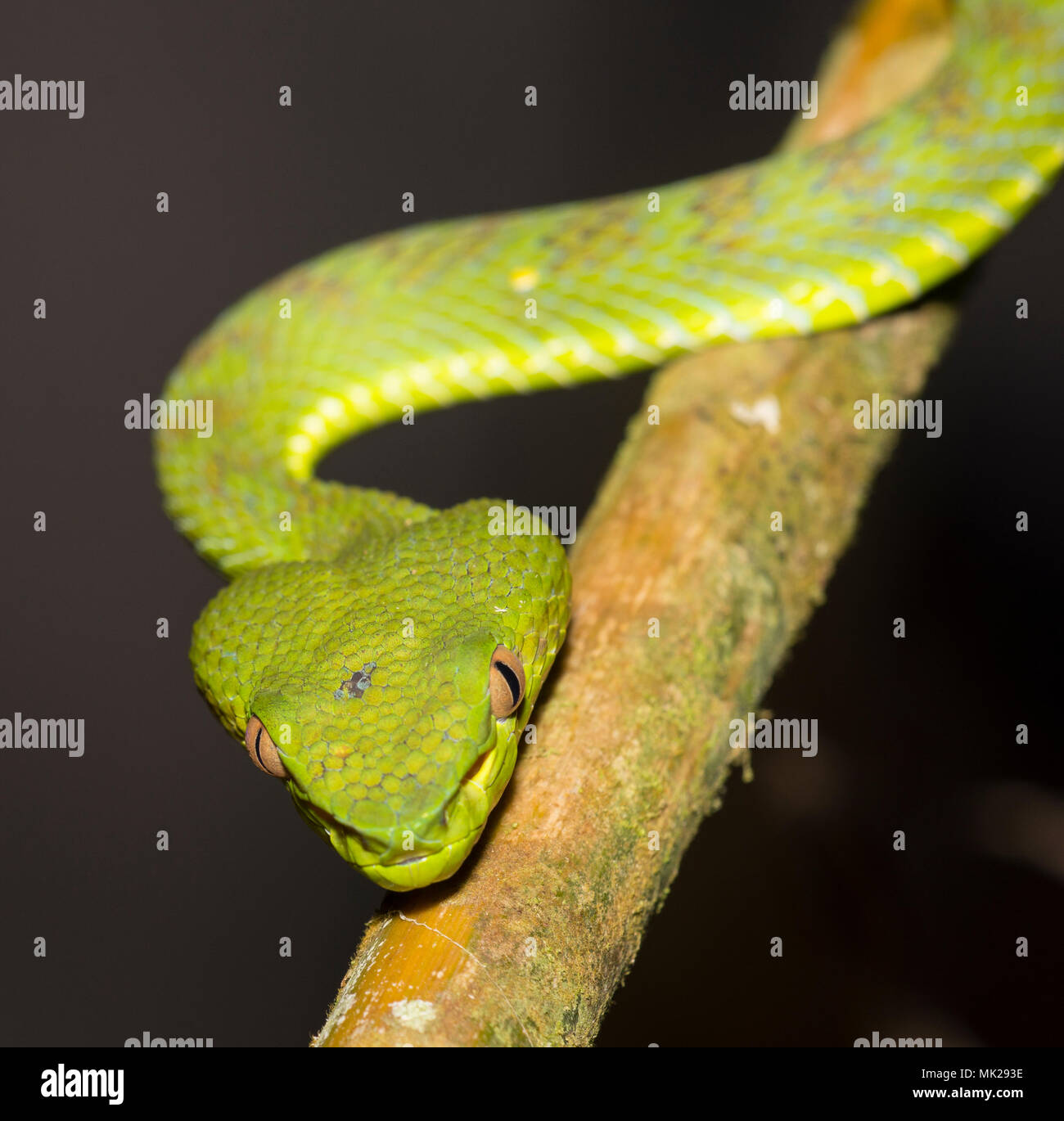 Bellissima femmina verde Phuket Rattlesnakes (Trimeresurus phuketensis) in una struttura ad albero su Phuket Thailandia. Foto Stock