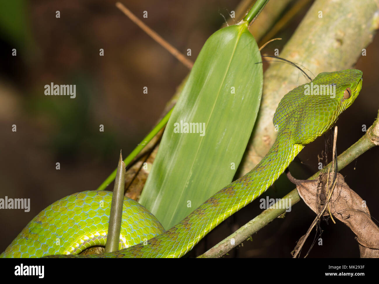 Bellissima femmina verde Phuket Rattlesnakes (Trimeresurus phuketensis) in una struttura ad albero su Phuket Thailandia. Foto Stock