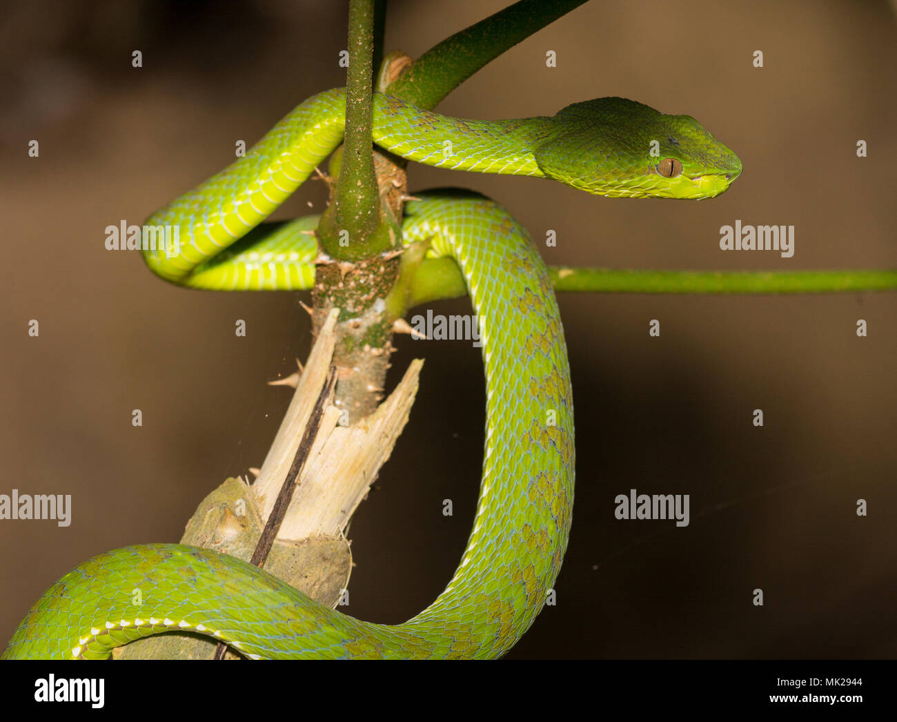 Bellissima femmina verde Phuket Rattlesnakes (Trimeresurus phuketensis) in una struttura ad albero su Phuket Thailandia. Foto Stock