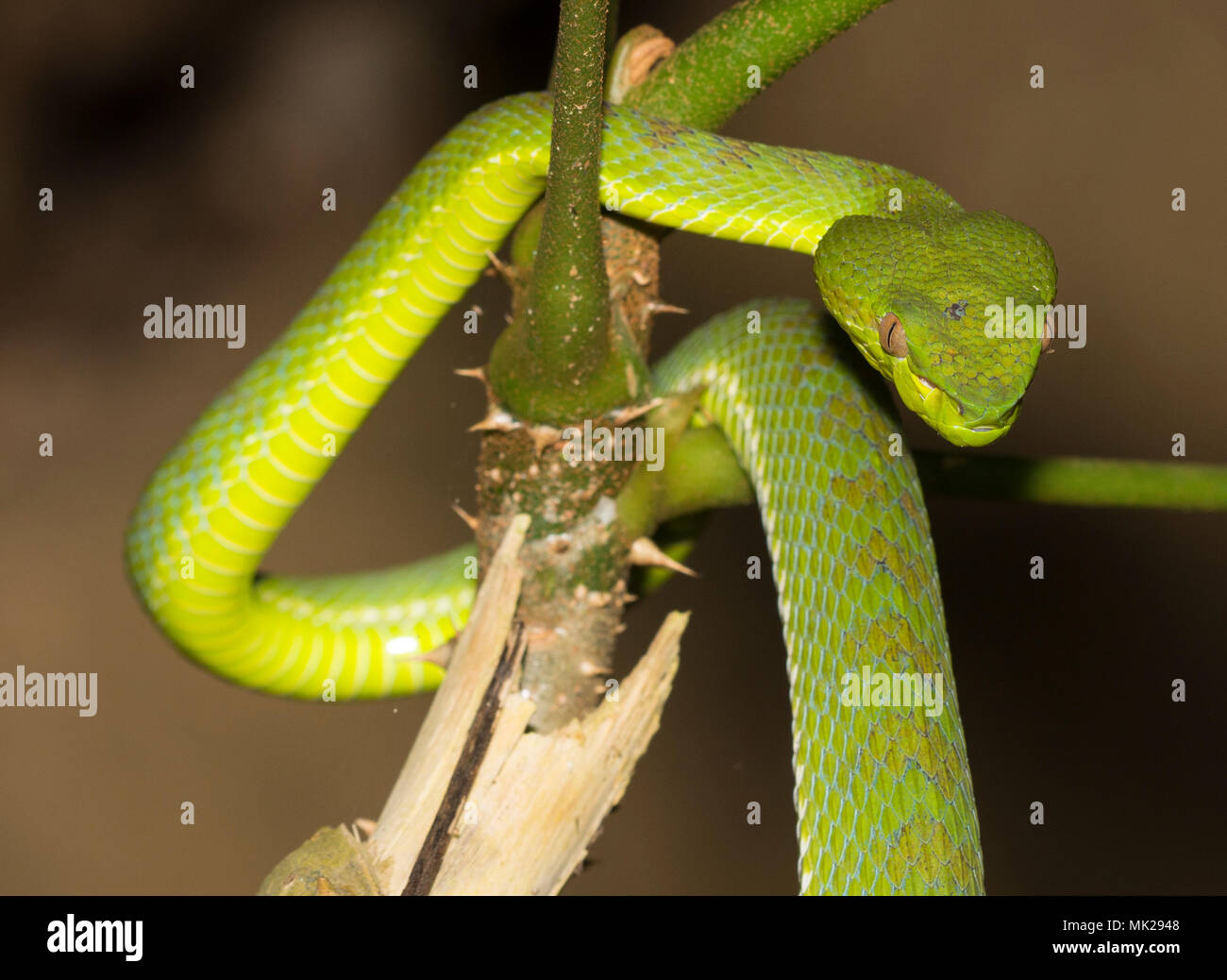 Bellissima femmina verde Phuket Rattlesnakes (Trimeresurus phuketensis) in una struttura ad albero su Phuket Thailandia. Foto Stock