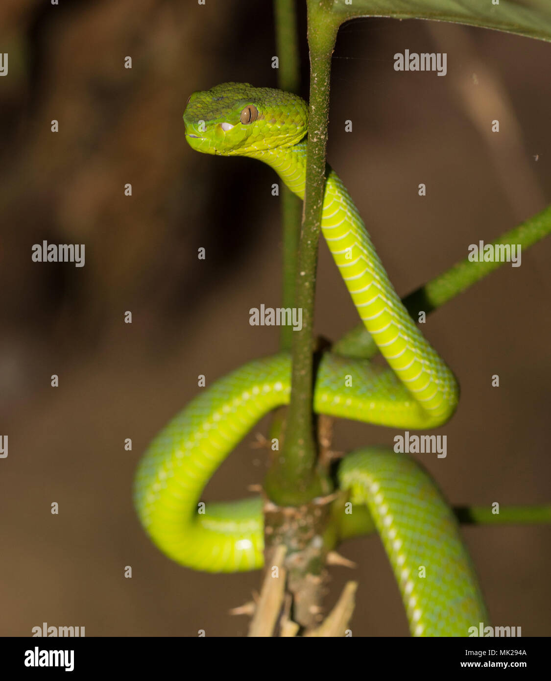 Bellissima femmina verde Phuket Rattlesnakes (Trimeresurus phuketensis) in una struttura ad albero su Phuket Thailandia. Foto Stock