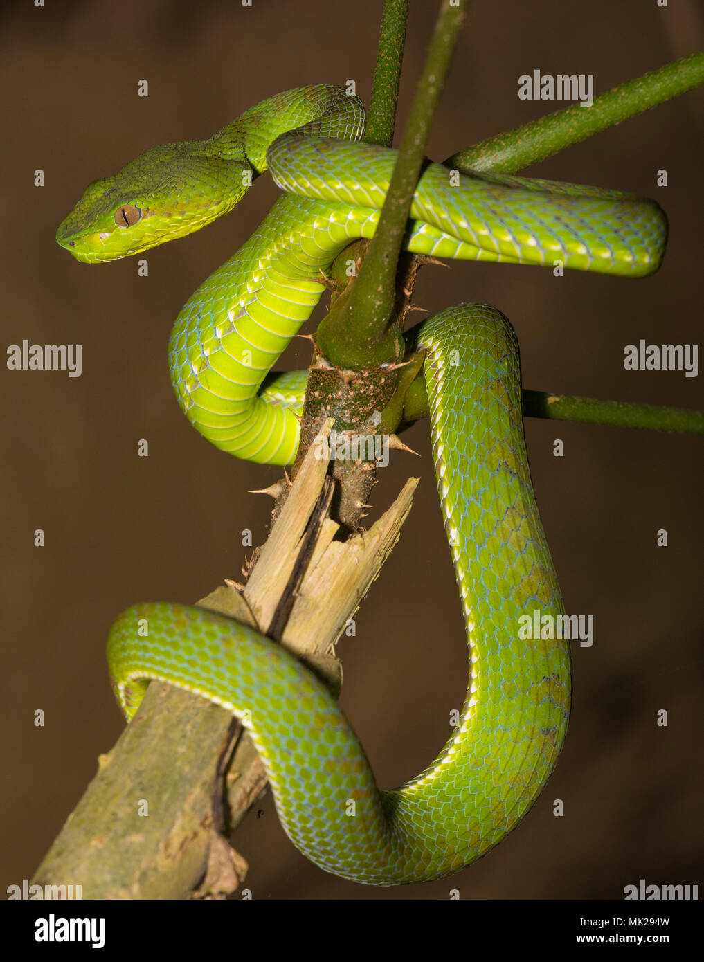Bellissima femmina verde Phuket Rattlesnakes (Trimeresurus phuketensis) in una struttura ad albero su Phuket Thailandia. Foto Stock