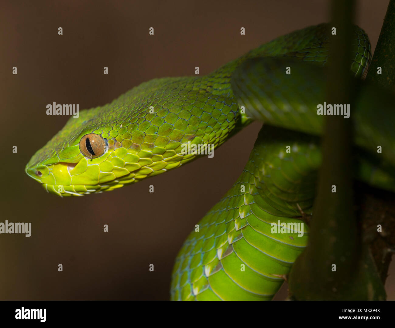 Bellissima femmina verde Phuket Rattlesnakes (Trimeresurus phuketensis) in una struttura ad albero su Phuket Thailandia. Foto Stock