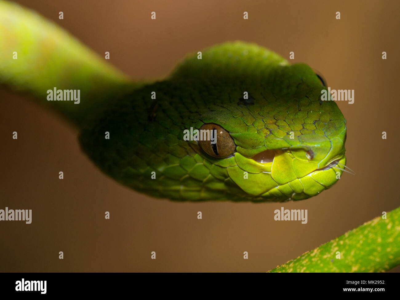 Bellissima femmina verde Phuket Rattlesnakes (Trimeresurus phuketensis) in una struttura ad albero su Phuket Thailandia. Foto Stock