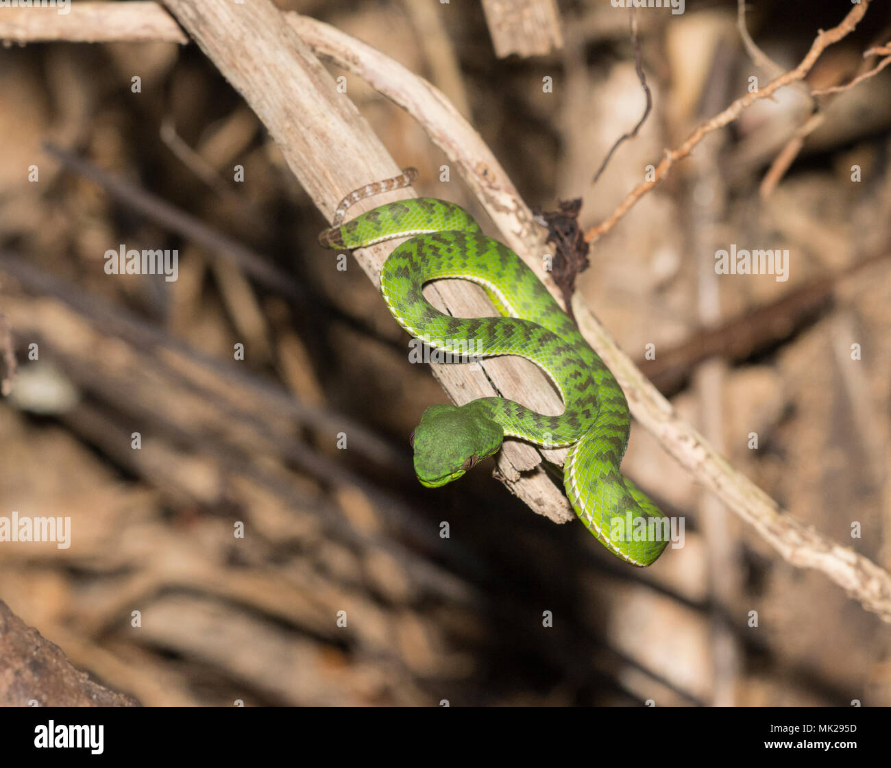 Splendida femmina endemica Phuket Green Rattlesnakes (Trimeresurus phuketensis) in una struttura ad albero su Phuket Thailandia. Foto Stock