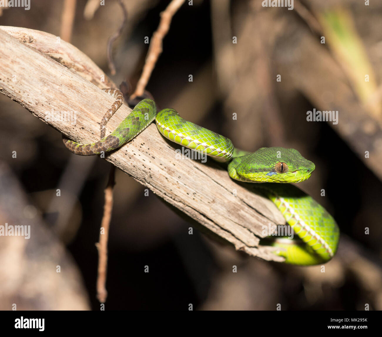 Splendida femmina endemica Phuket Green Rattlesnakes (Trimeresurus phuketensis) in una struttura ad albero su Phuket Thailandia. Foto Stock