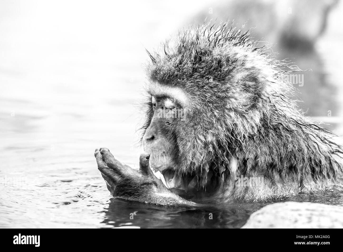 Neve giapponese monkey seduto in una primavera calda. Prefettura di Nagano, Giappone. Immagine in bianco e nero Foto Stock