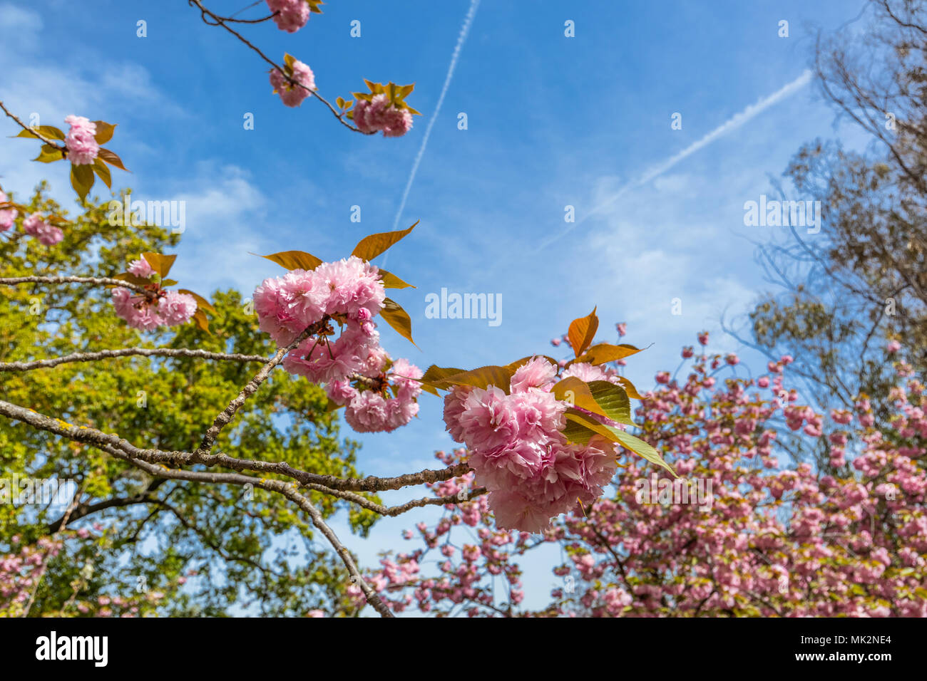 Close-up di bella sakura tree (floreale di fiori di ciliegio) Foto Stock