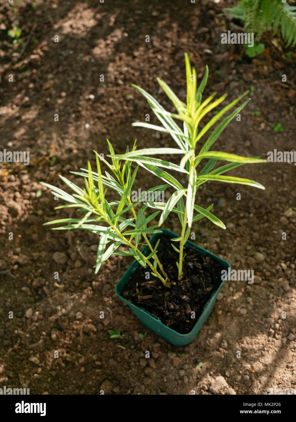 La Hubricht bluestar (Amsonia hubrichtii) in una pentola per essere piantato in un confine erbacee Foto Stock