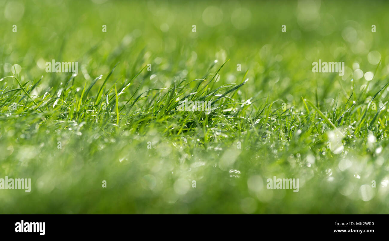 Chiudere fresco verde erba con gocce di acqua Foto Stock