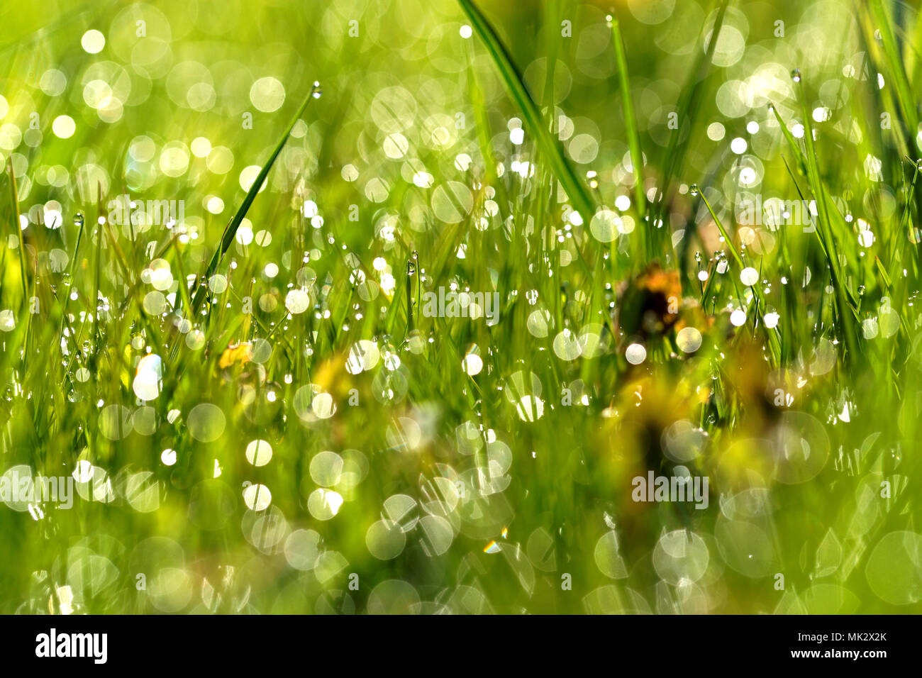 Gocce d'acqua sulla mattina di erba verde Foto Stock