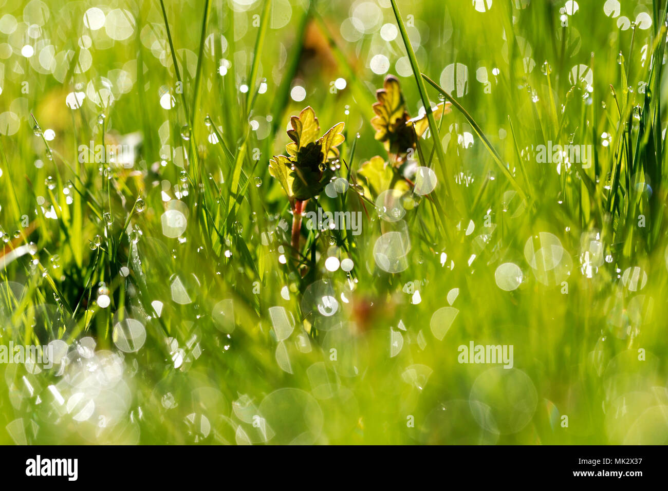 Gocce d'acqua sulla mattina di erba verde Foto Stock