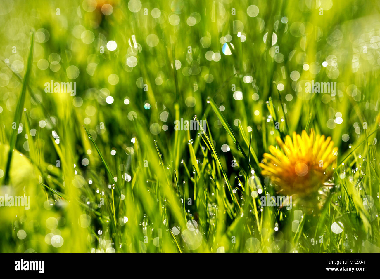 Gocce d'acqua sulla mattina di erba verde Foto Stock
