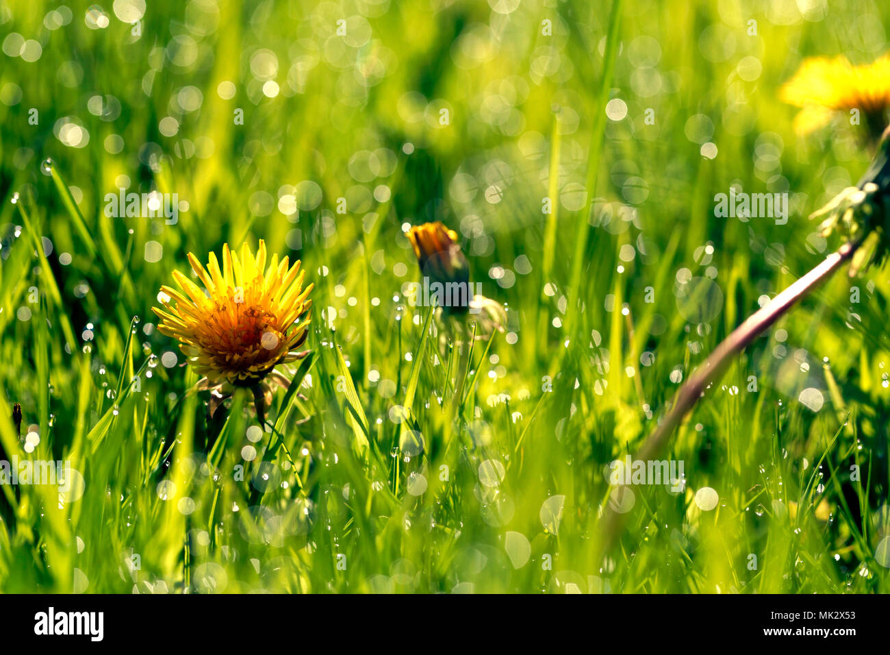 Gocce d'acqua sulla mattina di erba verde Foto Stock