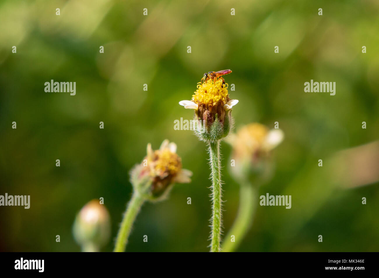 Asuncion in Paraguay. Il 6 maggio, 2018. Un stingless honey bee o meliponini (Tetragonisca angustula) alimenta il nettare di tridax daisy o coatbuttons (Tridax procumbens) fiori che sbocciano durante parzialmente soleggiato pomeriggio con alta temperatura intorno a 30°C in Asuncion in Paraguay. Tridax daisy è nativo per le Americhe tropicali e possono essere trovati nei campi nelle aree tropicali o semi-clima tropicale. Credito: Andre M. Chang/ARDUOPRESS/Alamy Live News Foto Stock