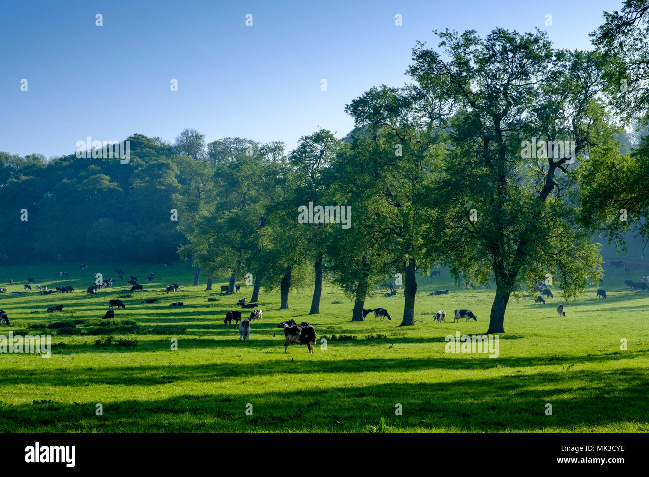 Milborne Port, Regno Unito. 7 maggio 2018 Milborne Port, Somerset, Regno Unito. Vacche sfoglia tra gli alberi. Credito: David Hansford Fotografia/Alamy Live News Foto Stock