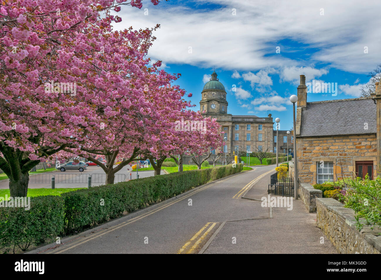 DR GRAYS HOSPITAL MORAY Elgin Scozia nella primavera del viale di rosa CHERRY TREE BLOSSOM e originale casa NEL PARCO Foto Stock