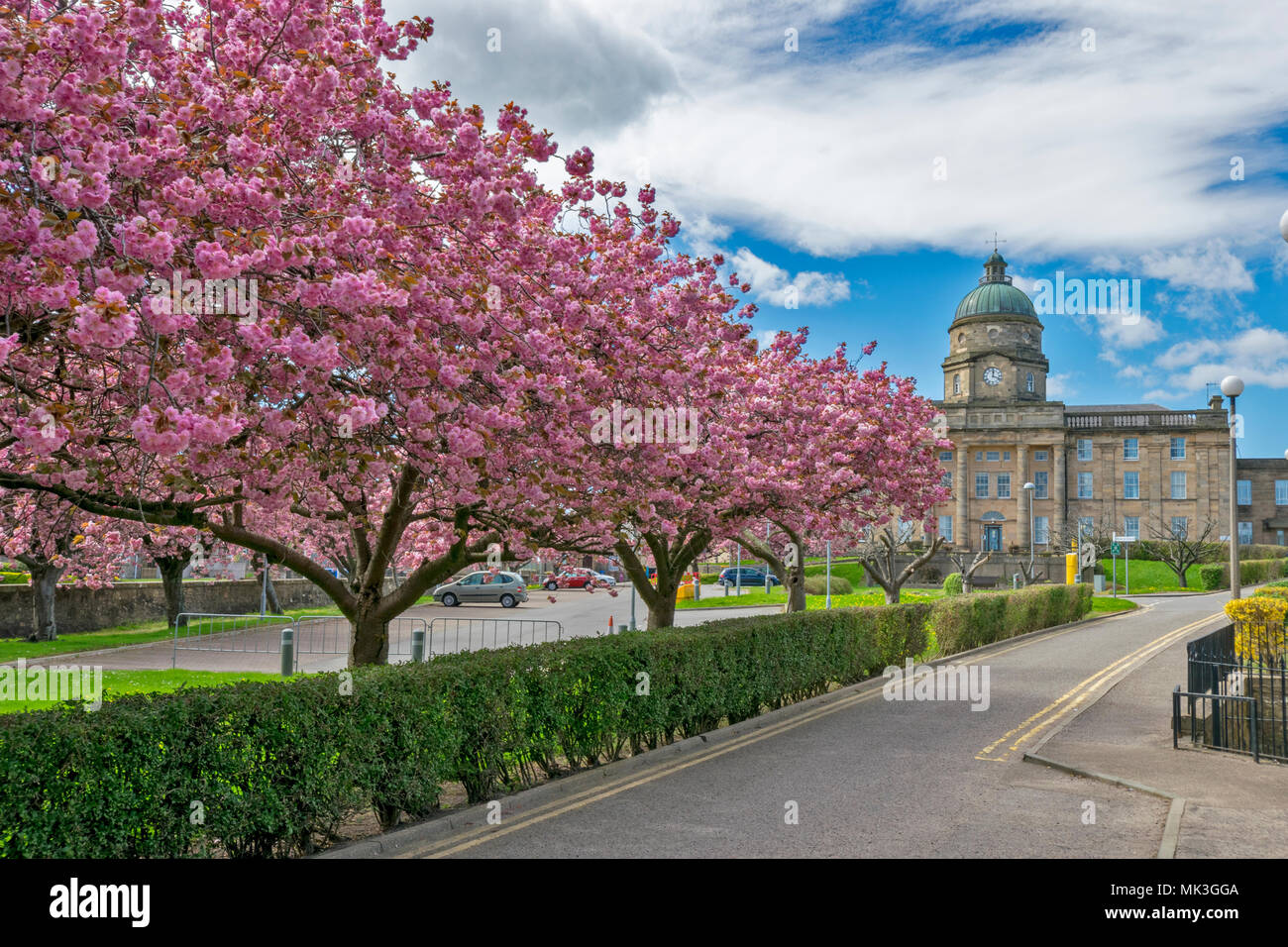 DR GRAYS HOSPITAL MORAY Elgin Scozia nella primavera del viale di rosa CHERRY TREE BLOSSOM Foto Stock