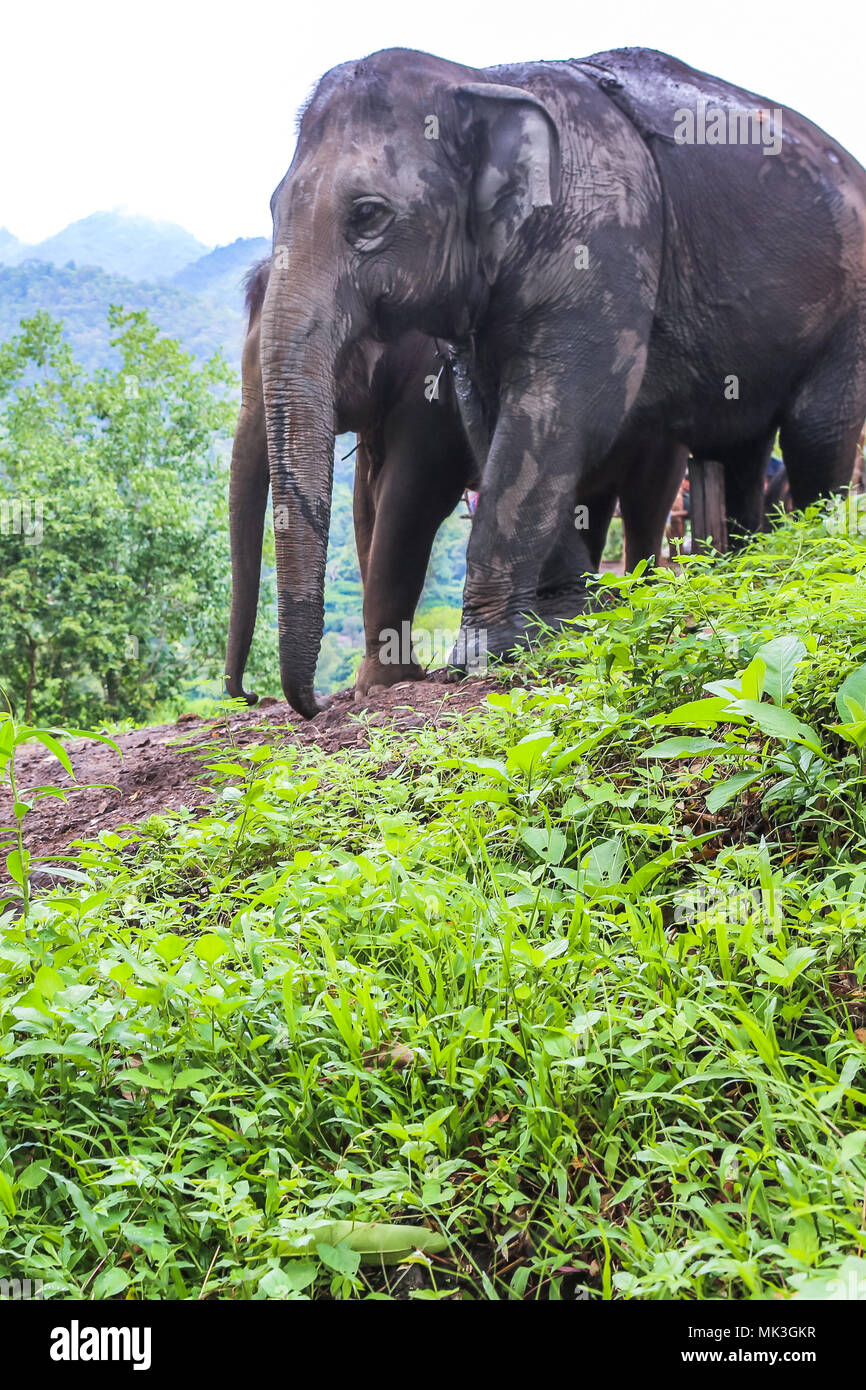 L'elefante nella giungla nel nord della Thailandia Foto Stock