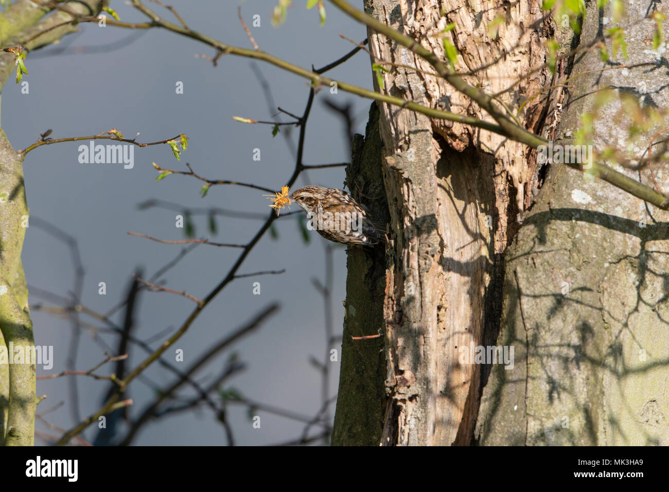 Un rampichino alpestre eurasiatica (Certhia familiaris) tenendo il materiale di nidificazione torna al sito di nido, campagna del Sussex, Regno Unito Foto Stock