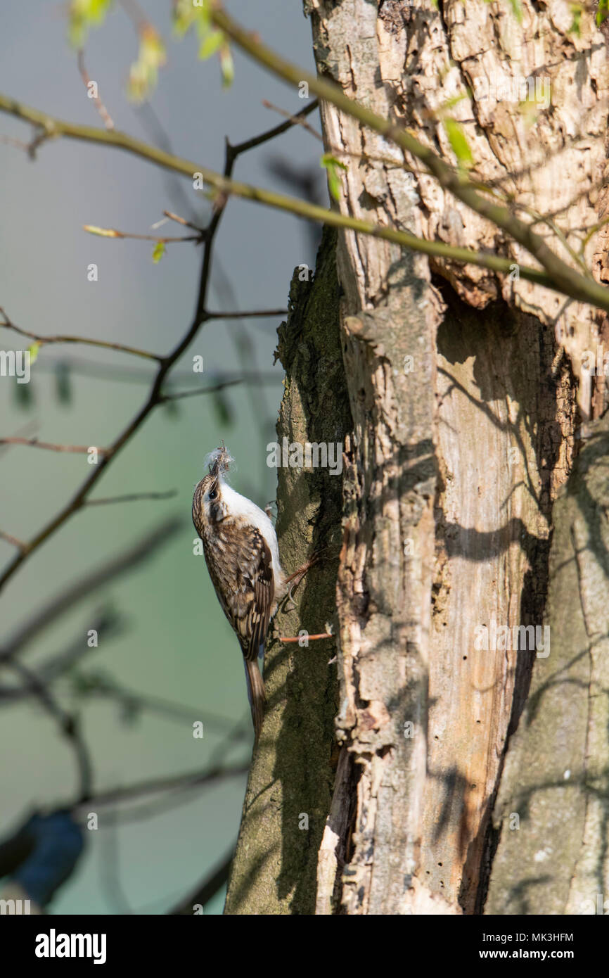 Un rampichino alpestre eurasiatica (Certhia familiaris) tenendo il materiale di nidificazione torna al sito di nido, campagna del Sussex, Regno Unito Foto Stock