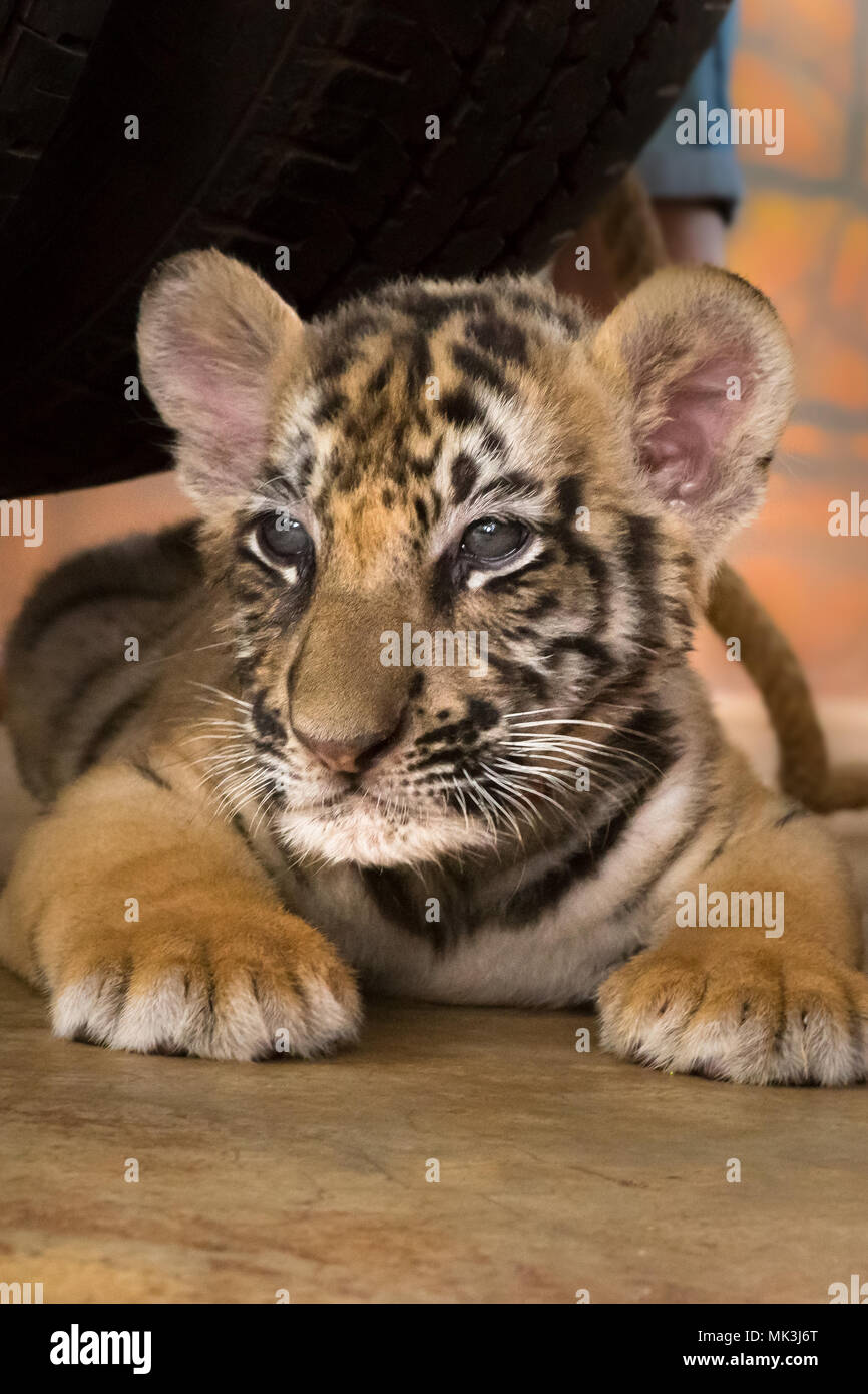 Baby tigre del Bengala Foto Stock