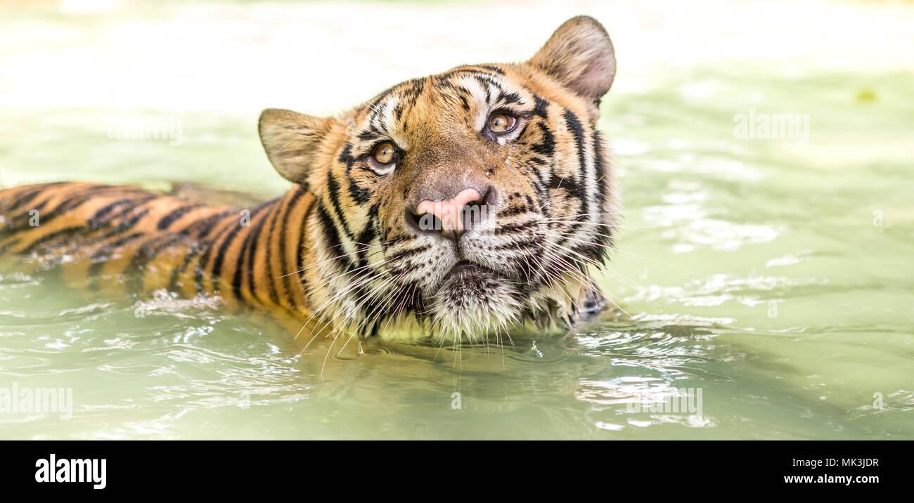 Tigre del Bengala, un incredibile animale della natura. Asia. Foto Stock