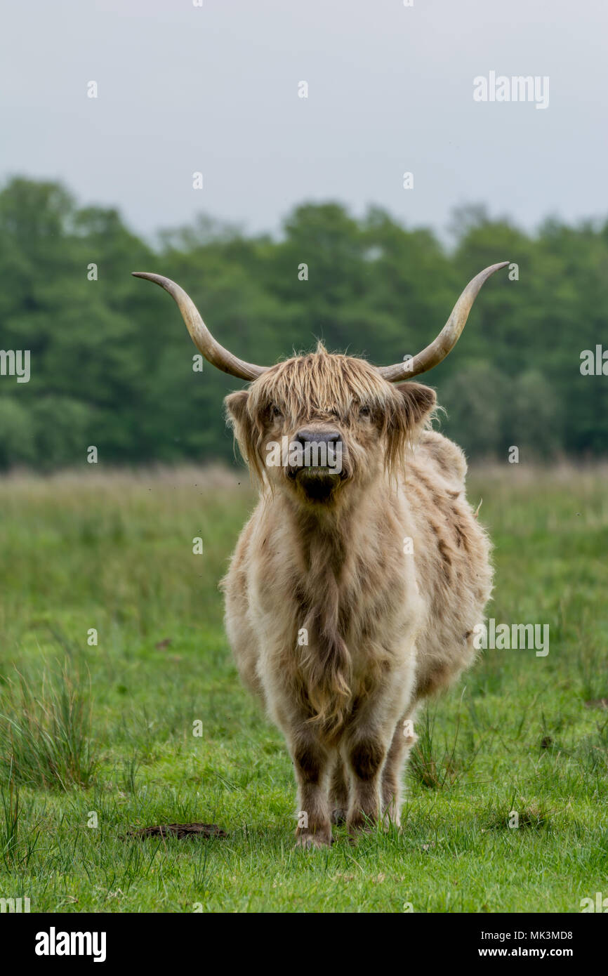 Colore pallido Highland mucca con lunghe corna guarda direttamente la fotocamera Foto Stock
