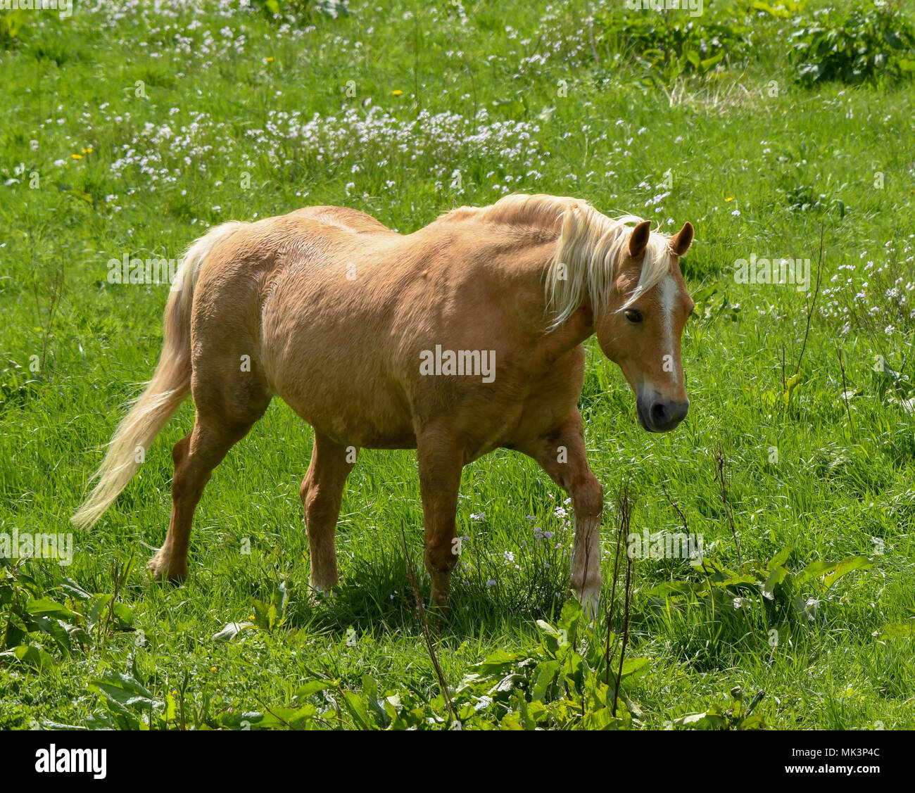 Pony marrone con una bionda criniera in un campo di erba verde Foto Stock