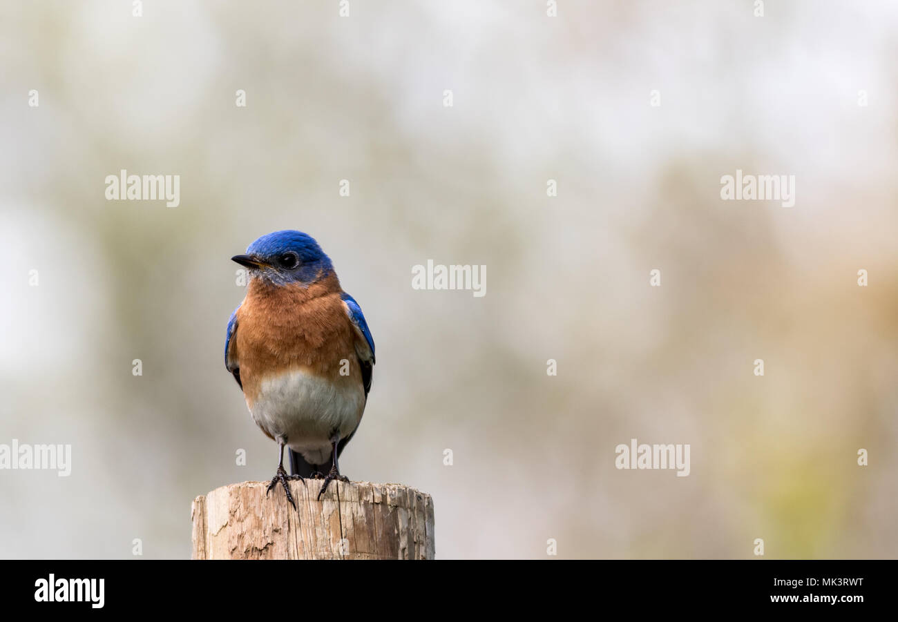 Orientale (Bluebird Sialia sialis) maschio arroccato contro semplici tonalità tenui camera di sfondo per il testo Foto Stock
