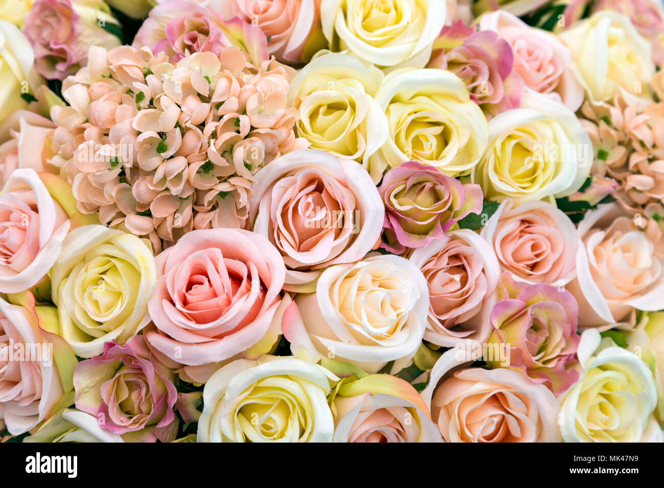 Sfondo di luce Fiori di colore pastello e rose in rosa e giallo Foto Stock