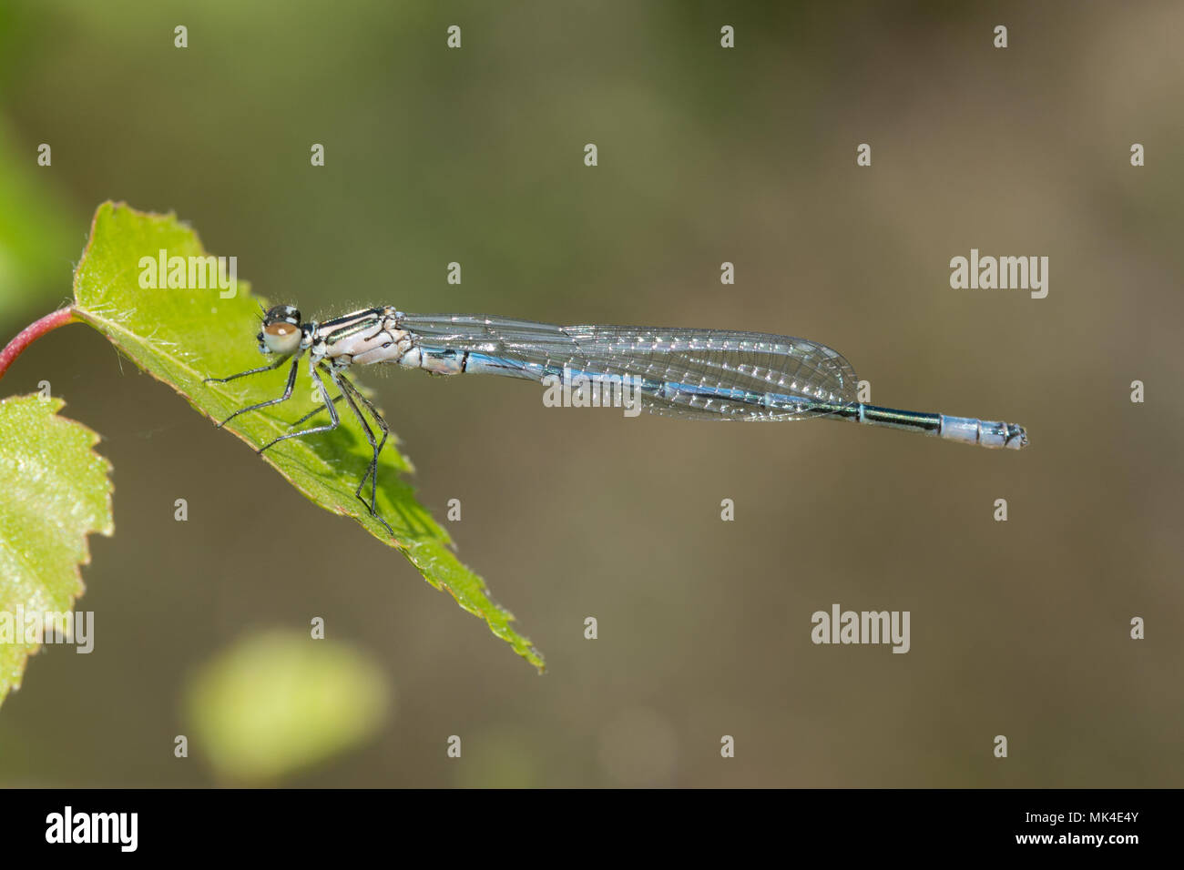 Close-up di un appena emerse damselfly blu Foto Stock
