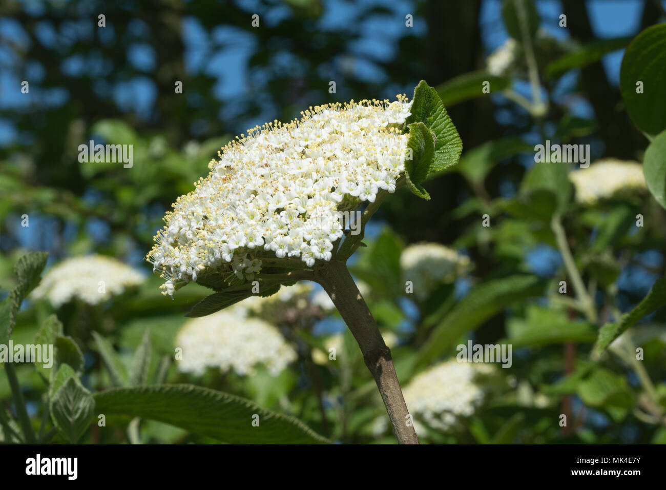 Fiori bianchi del wayfaring tree (Viburnum lantana) nel Surrey, Regno Unito, durante la primavera Foto Stock