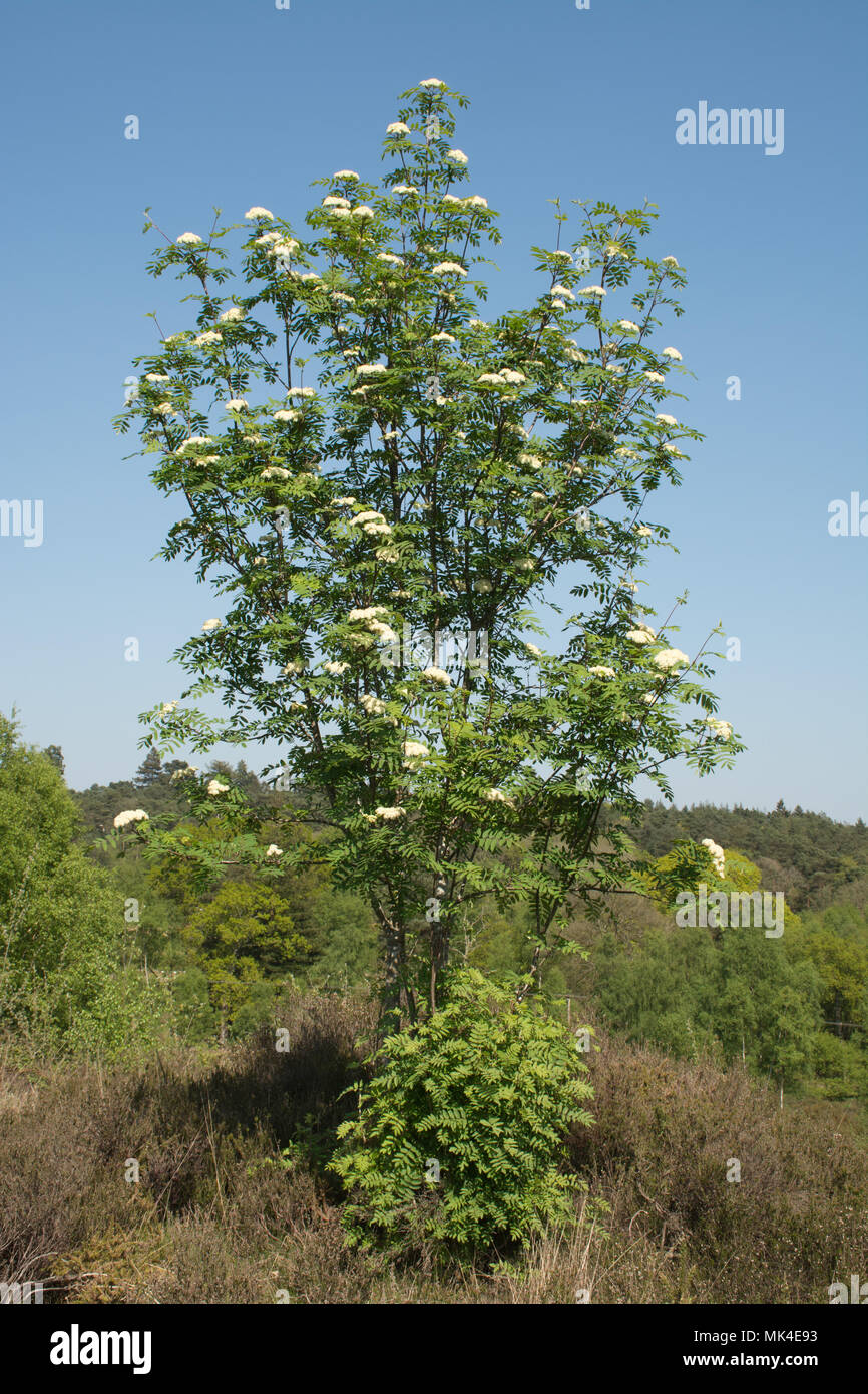 Rowan tree , chiamato anche Monte Ceneri (Sorbus aucuparia) in fiore su Crooksbury comune, Surrey, Regno Unito Foto Stock