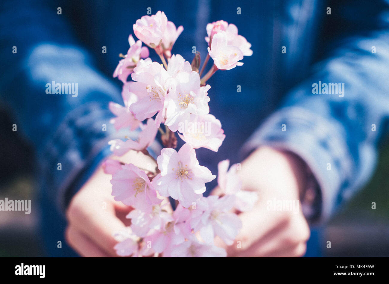 Giovane dando bellissimi fiori per la festa della mamma Foto Stock