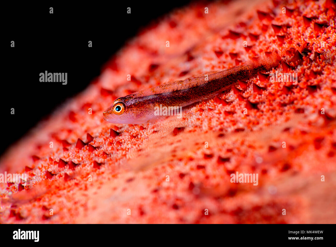 Ghiozzo poggiante su una Stella cuscino Foto Stock