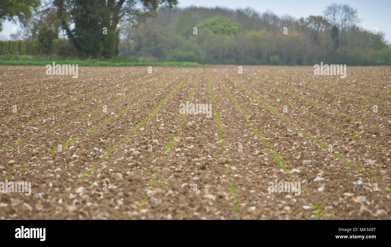 Appena è emersa la barbabietola da zucchero piantine Foto Stock