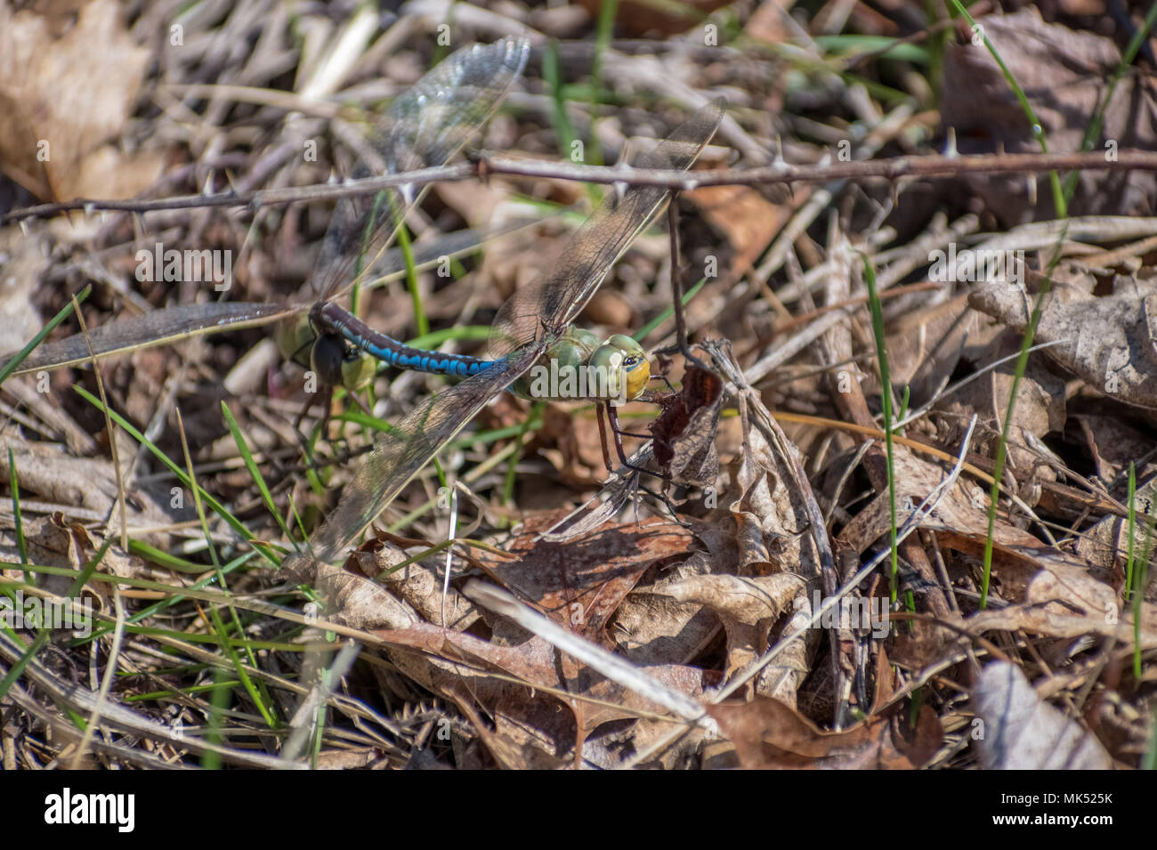 accoppiamento libellule Foto Stock
