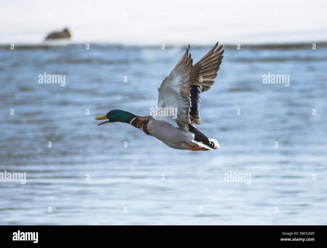 Maschio di Mallard Duck Foto Stock