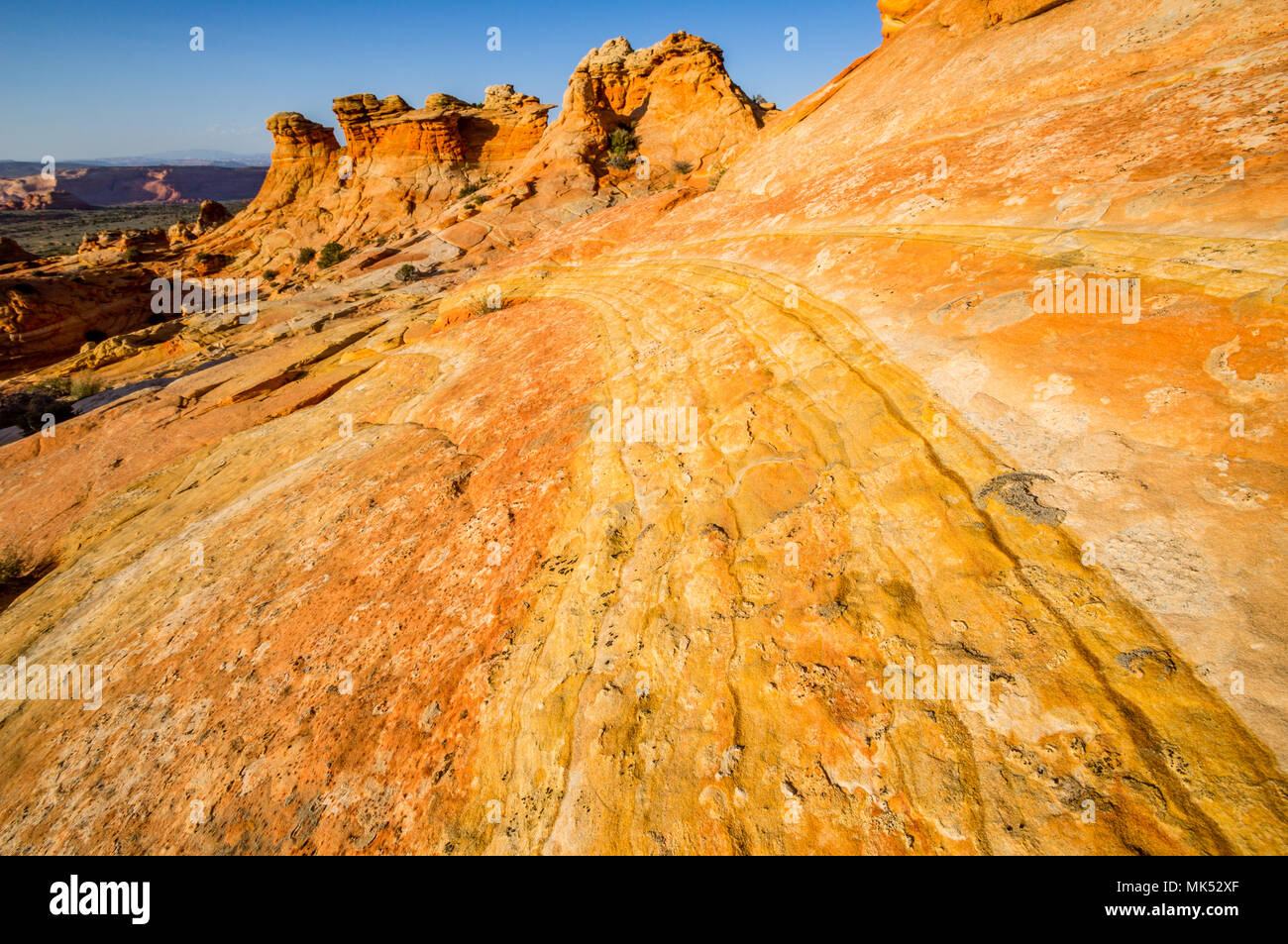 Arenaria multicolore strisce e formazioni pioppi neri americani accesso area sud Coyote Buttes Vermilion Cliffs National Monument in Arizona USA Foto Stock