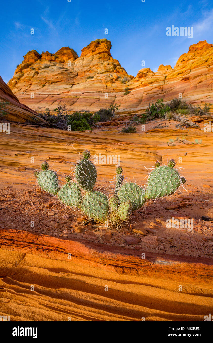 Ficodindia cactus sulla formazione di arenaria in Sud Coyote Buttes area di Vermiglio scogliere monumento nazionale, Arizona. Foto Stock