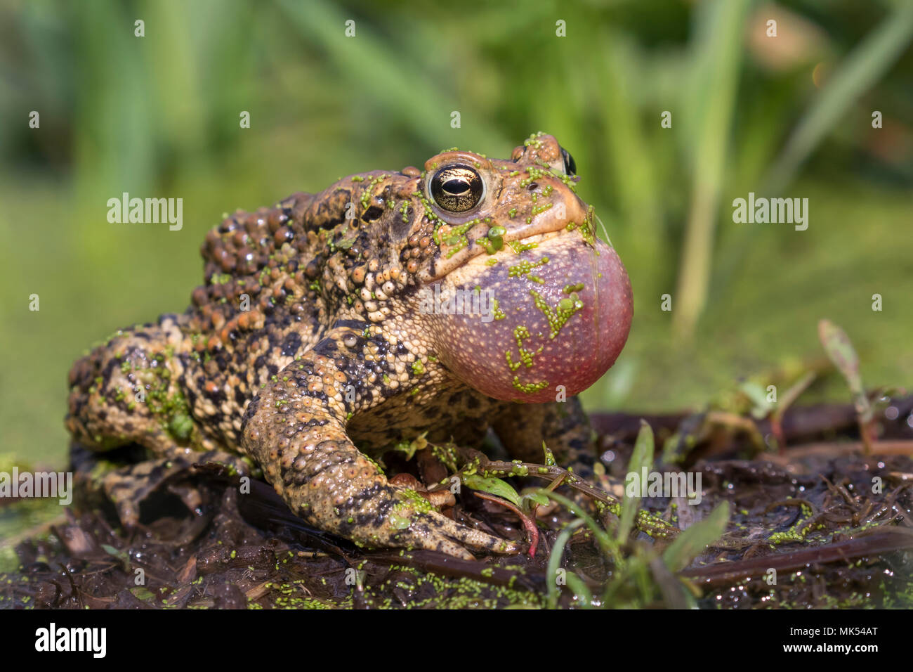 Maschio di rospo americano (Anaxyrus americanus) chiamando sac gonfiato, coperto con lenticchie d'acqua, Iowa, USA. Foto Stock