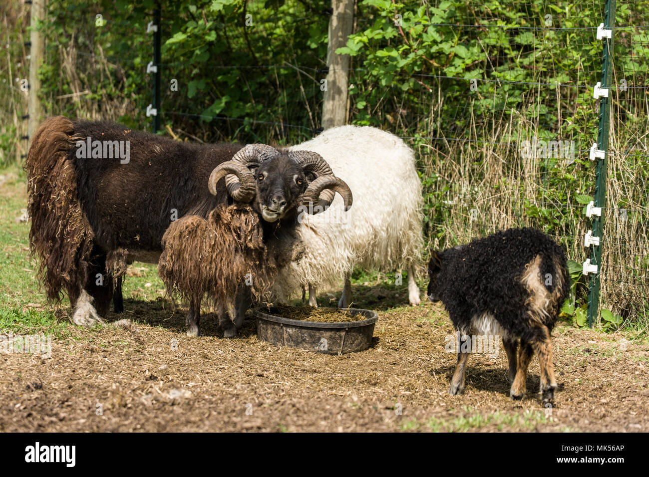 Garofano, Washington, Stati Uniti d'America. Patrimonio islandese razza di pecore allevate per la carne. La loro faccia e le gambe sono libere di lana. (PR) Foto Stock