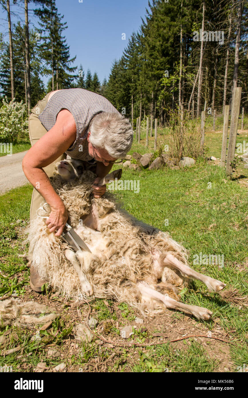Garofano, Washington, Stati Uniti d'America. Taglio Donna un patrimonio islandese razza di pecore. La loro faccia e le gambe sono libere di lana. (PR) (MR) Foto Stock